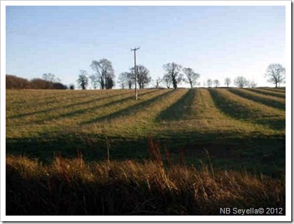 Ridge and furrow Dec 2008 Ridge and furrow Dec 2008