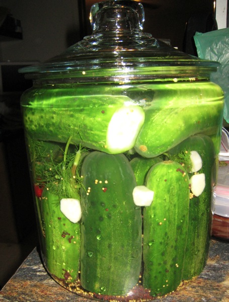 Half Sour pickles, first day in jar to begin fermentation process at room temperature