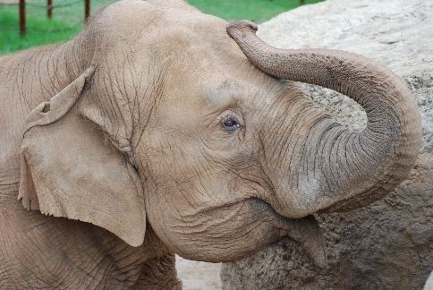 This photo of C.C. was taken in April 2009. She remains off exhibit and not available for photo or video opportunities at this time to maintain the lowest possible stress levels. (Photo provided by: Dickerson Park Zoo)