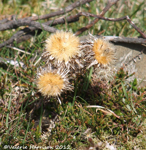 [9-carline-thistle%255B2%255D.jpg]