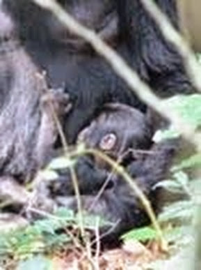 new-born-mountain-gorilla-bwindi-habinyanja