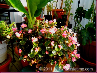 DSCN1323 DSCN1323