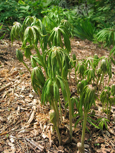 First time you've seen this plant? It won't be the last. This is Syneilesis aconitifolia, a daisy relative from Asia and it is bound to become a hugely popular foliage plant for shade. It is hardy to zone 4.