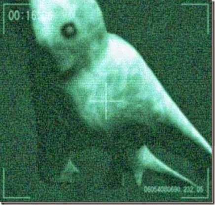 criaturas en antartida criaturas en antartida