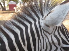 IMG_8691 IMG_8691