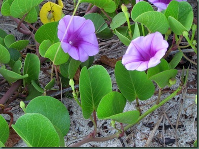 beach flowers