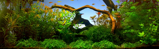 http://www.natural aquascaping.com