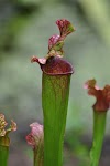 DSC_1778.JPG