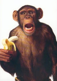 mono-platano