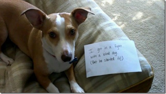 dog-shaming-bad-6
