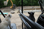 Sharkey!  What's going on here?  This is where the gigantic compost piles used to be.