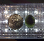 SD-010.jpg