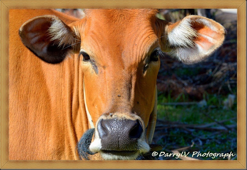 cow 2 small