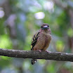 Banded Broadbill_02.jpg