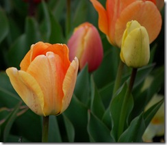 tulips9
