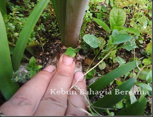 Roseum hippeastrum flowering size bulbs