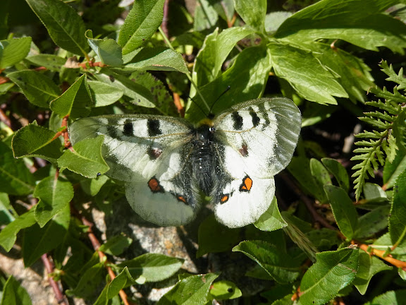 Parnassius (Driopa) nordmanni Ménétriès, 1849, femelle. Cheget (Terskol), 2750 m (Kabardino-Balkarie), 12 août 2014. Photo : J. Michel