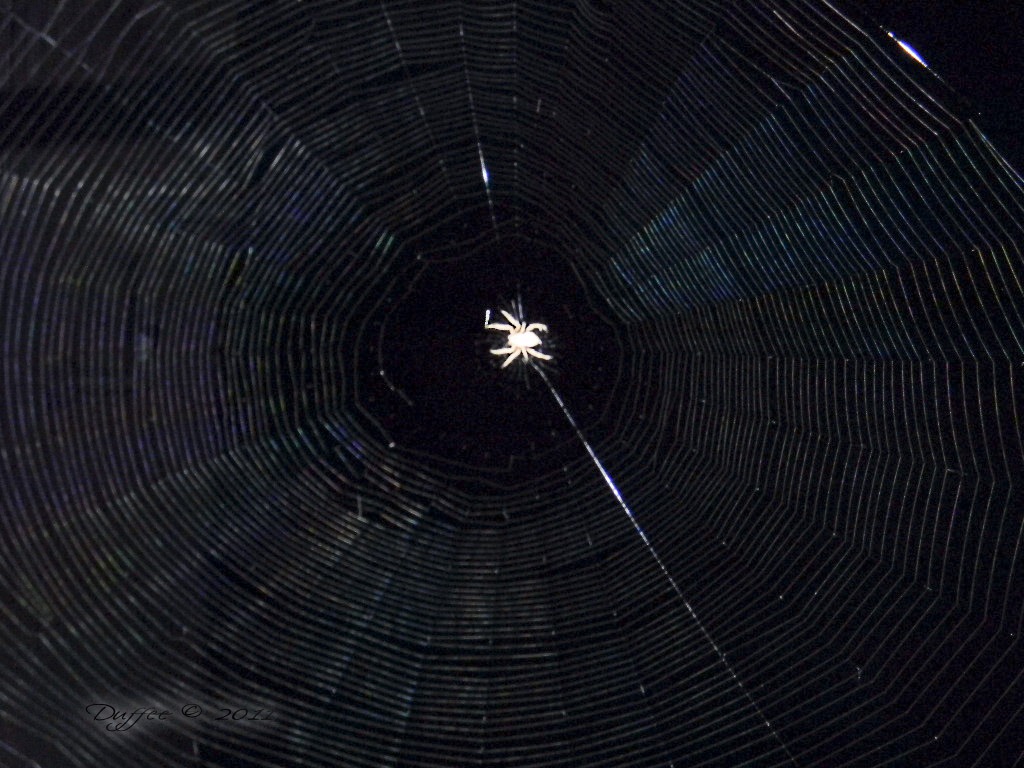 [Spider%2520at%2520Night%255B5%255D.jpg]