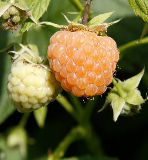 And perfect golden raspberries
