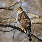Hawks