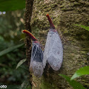 Lantern Fly