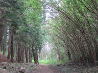 Hiking up through forests in West Maui.