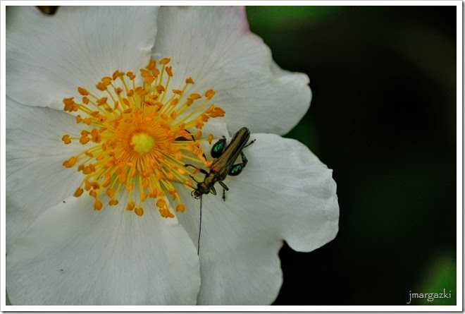 DSC_3016 DSC_3016
