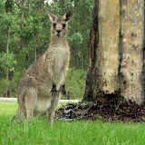 just a big rabbit, isnt it?