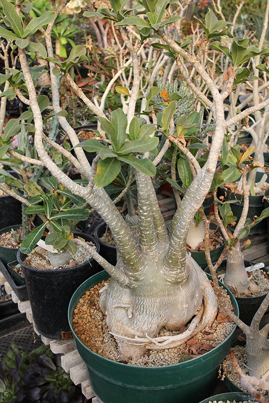 [111119_Poots_Adenium%2520arabicum%255B2%255D.jpg]