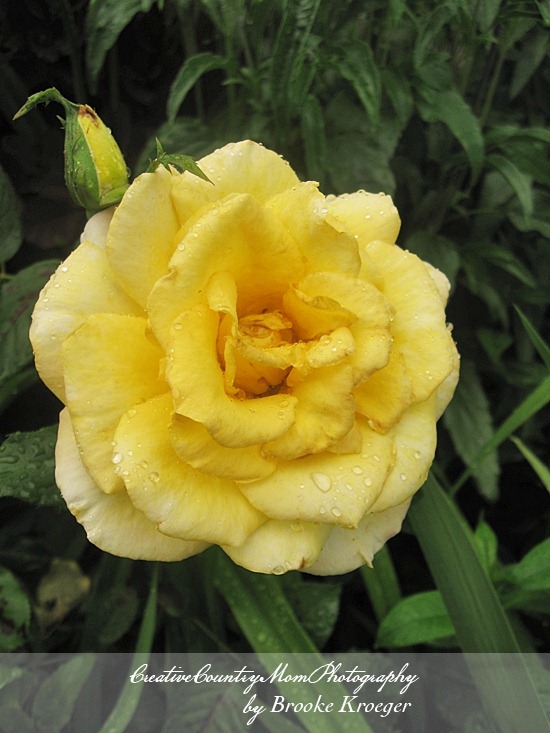 [IMG_3923%255B2%255D.jpg]