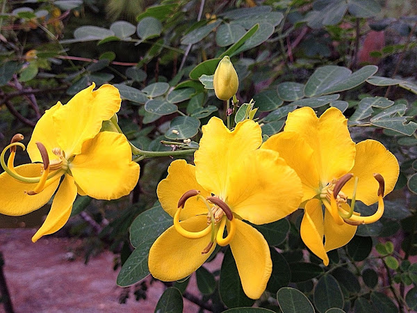 Winter Cassia Aka Butterfly Bush Project Noah