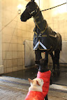 We Frenchies heard that horses like to roll in mud for the sheer enjoyment of it!  Studies show that there appears to be both an entertainment and social component to rolling.