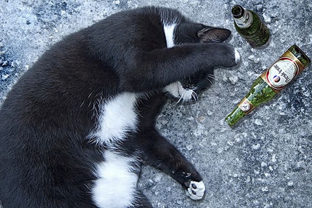 [Can-cat-drink-alcohol-04%255B2%255D.jpg]