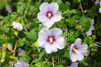 These Hibiscus syriacus, or more commonly known as Rose of Sharon, do very well in the heat as long as they receive regular waterings.