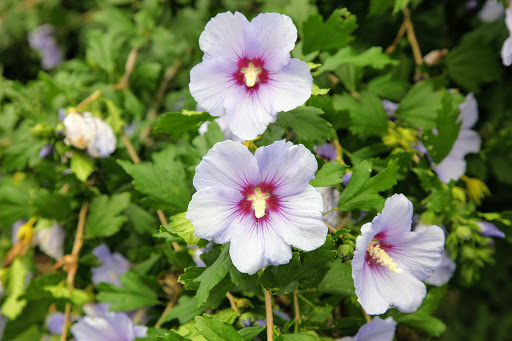 These Hibiscus syriacus, or more commonly known as Rose of Sharon, do very well in the heat as long as they receive regular waterings.