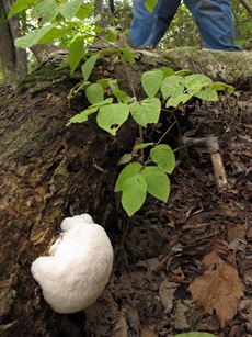 Lion's mane on log