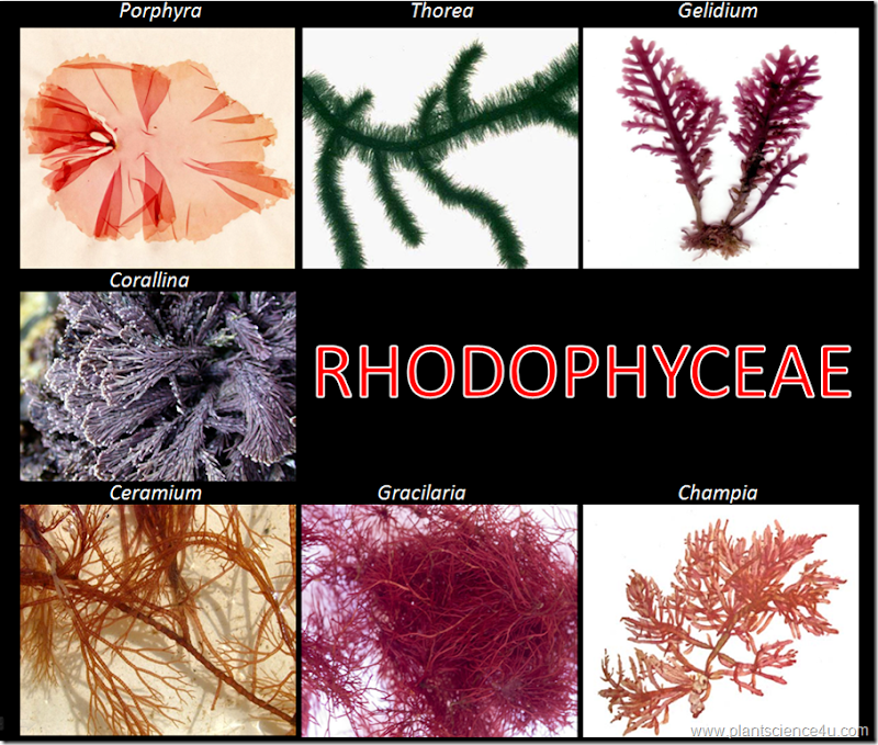 Example of Rhodophyceae Example of Rhodophyceae