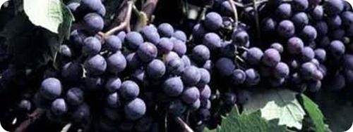 vino san colombano vino san colombano