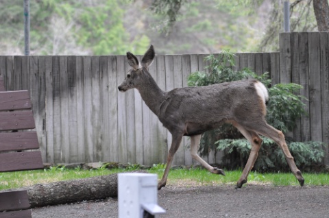 DSC_0080.jpg DSC 0080