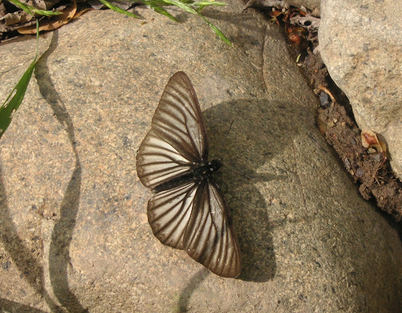 Aldania raddei BREMER, 1861. Tigrovoy, 24 juin 2011. Photo : J. Michel