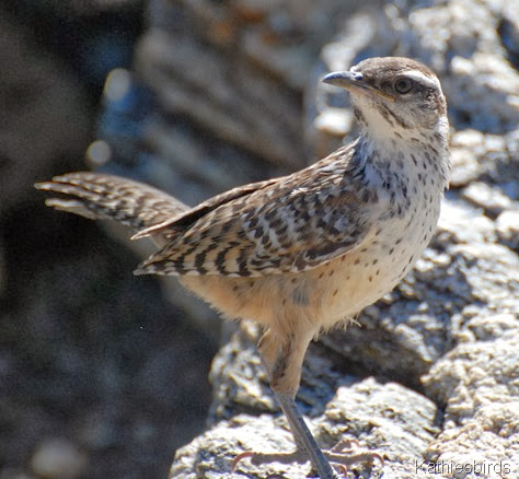 7. cactus wren-kab