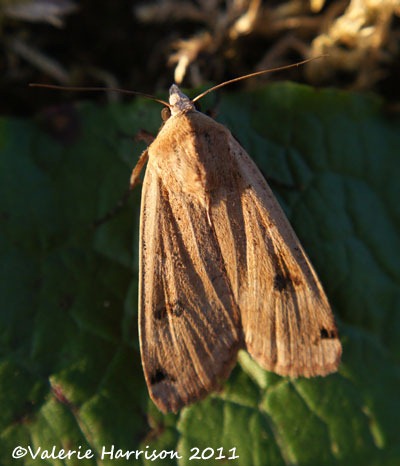 [large-yellow-underwing-22.jpg]