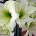 White lilies up close and personal