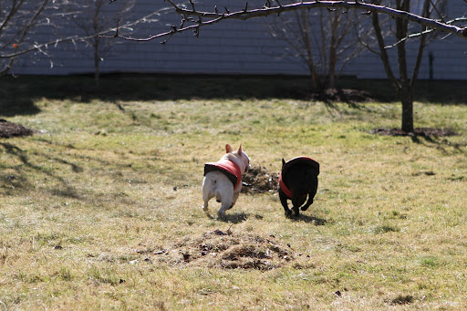 I'm right on your little tailless butt!