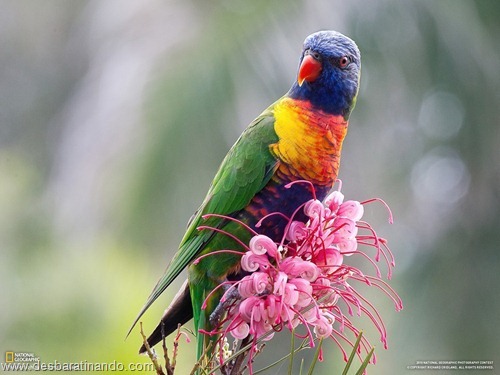 wallpapers national geographic desbaratinando (28) wallpapers national geographic desbaratinando (28)