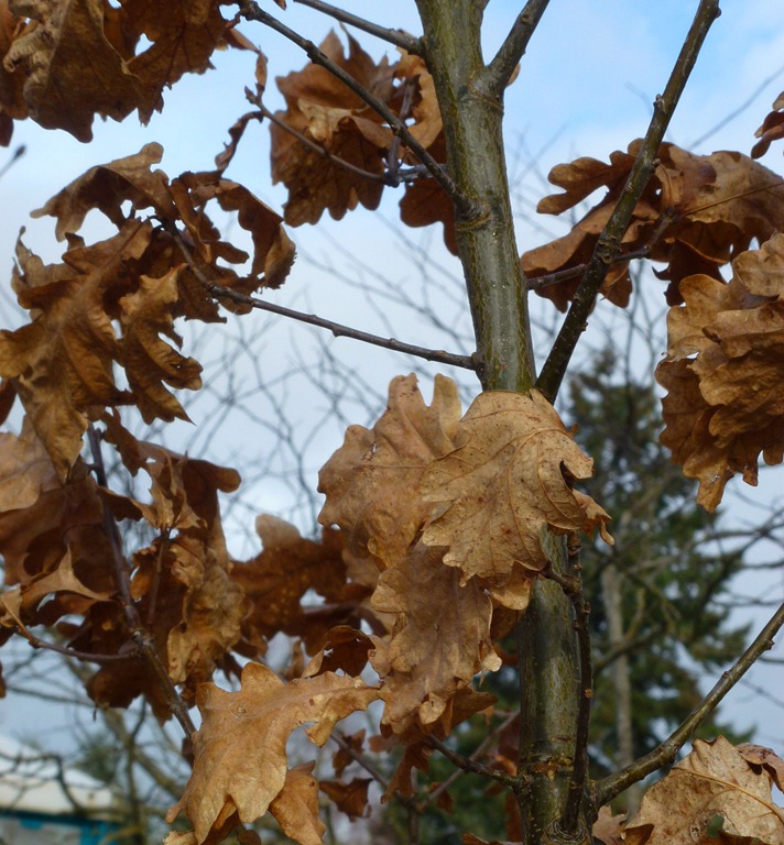 [leaves%2520hanging%2520on%255B4%255D.jpg]