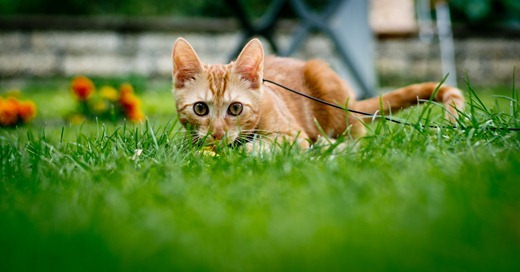 IMG_20110722_171648_7702