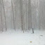 Whiteout