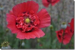 poppies in Bad Homburg