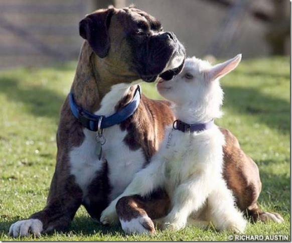 animales (6) animales (6)